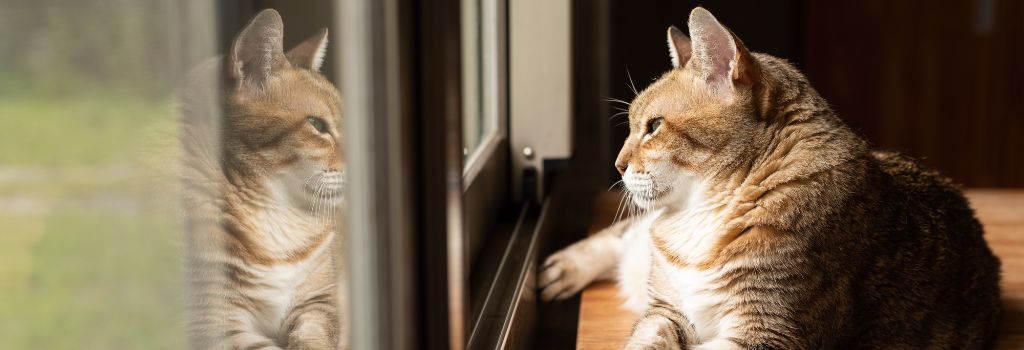 Tabby cat looking out window, trying to escape.