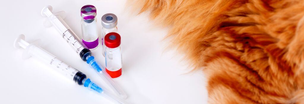 Orange cat with feline vaccines next to it in an animal hospital.