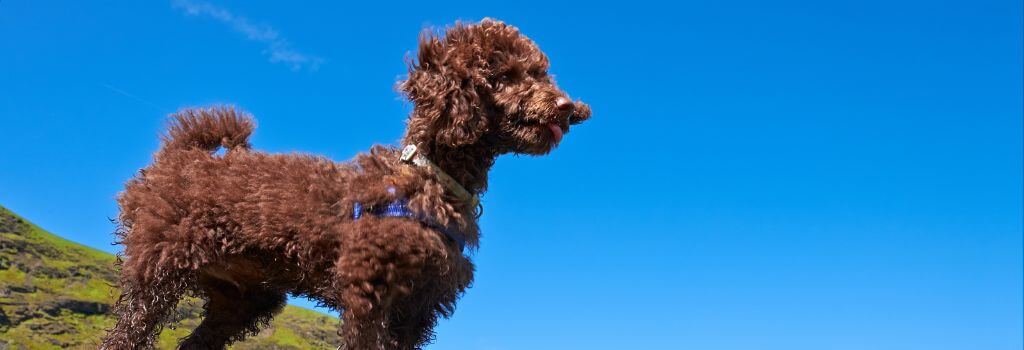 A miniature poodle overlooking a lake outside.