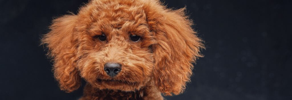 A close up of a brown miniature poodle.