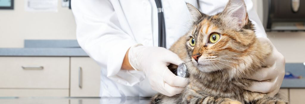 Cat at wellness exam with doctor and stethoscope.