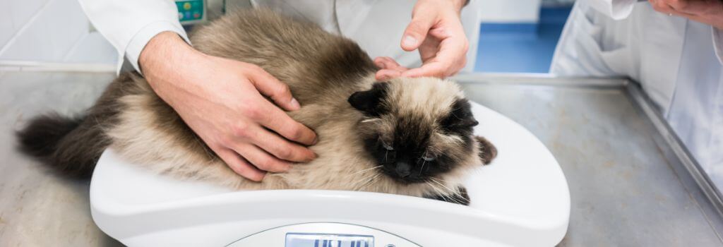 Siamese cat being weighed at wellness exam.