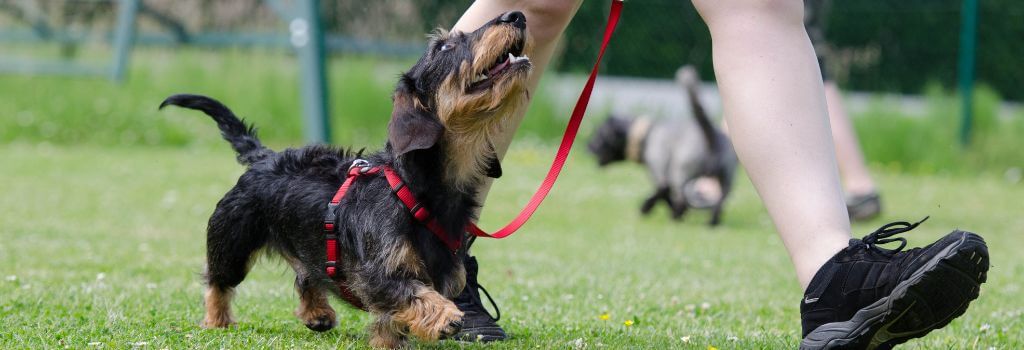 Dog training by being walked on a leash.