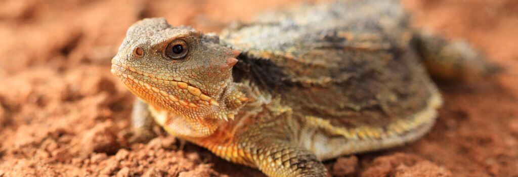 A horned lizard in dirt.