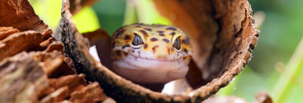 A leopard gecko in a log.