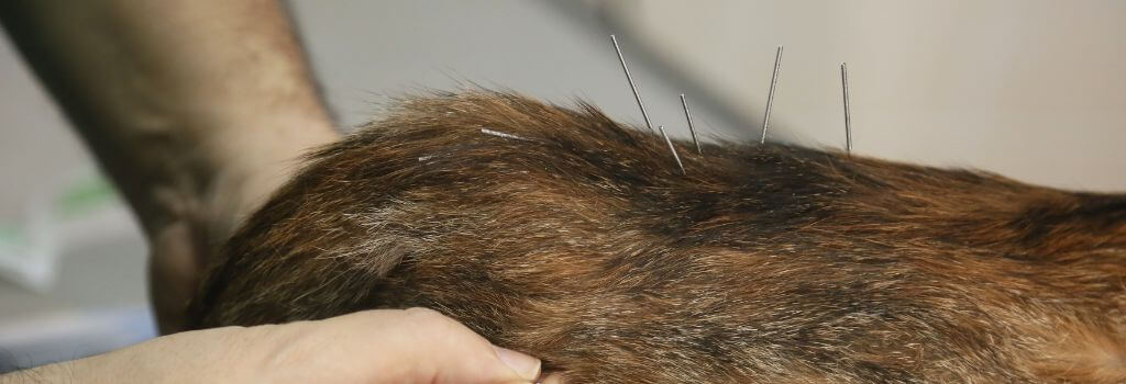 Tabby cat spinal acupuncture by veterinarian.