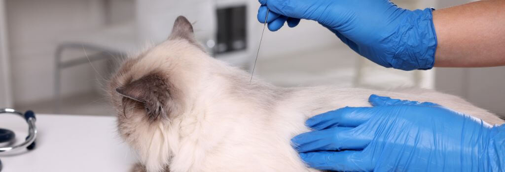 Himalayan cat getting acupuncture by veterinarian.
