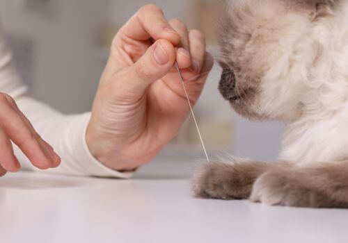 Cat with acupuncture needle at veterinary hospital.