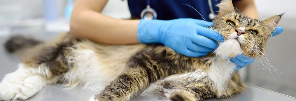 Cat at veterinary clinic for dermatology appointment.