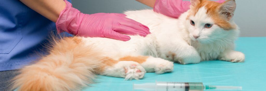 Orange and white cat with ketamine for sedation.