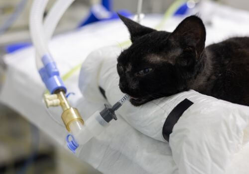 Black cat under anesthesia with endotracheal tube in at veterinary office.