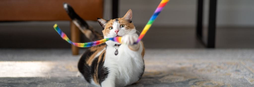 Calico cat playing with rainbow band wand.