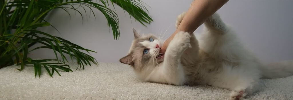 White and grey cat biting human hand, cat behavior