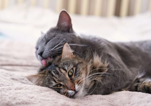 Cats cleaning each other, behavior.