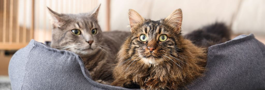 Two cats in bed while boarding at pet resort.