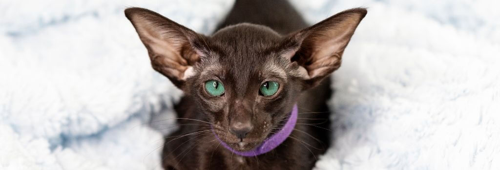 Sphynx cat boarding at cat resort.