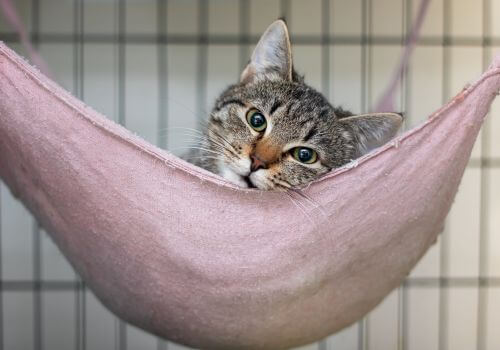 Cat in boarding facility in hammock.
