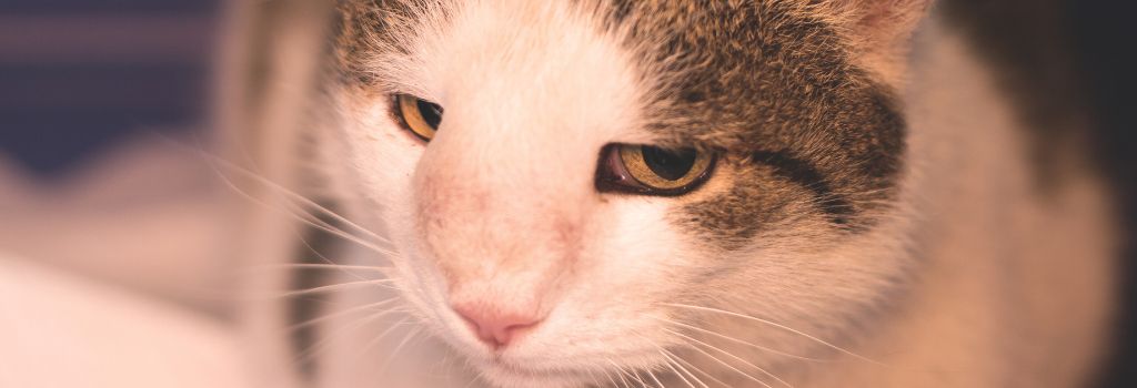 Black and white cat with nasal cancer.