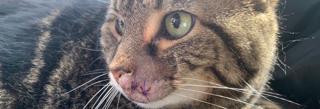 Post op tabby cat with cancerous tumor removal on face.