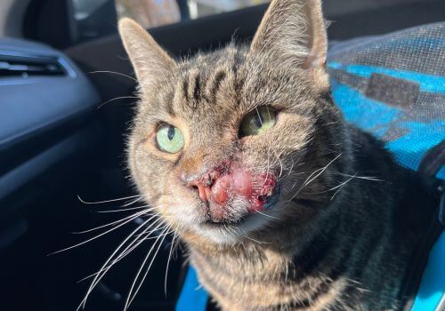 Tabby Cat with subcutaneous cancer on face.