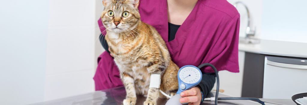 Veterinarian getting blood pressure on cat.