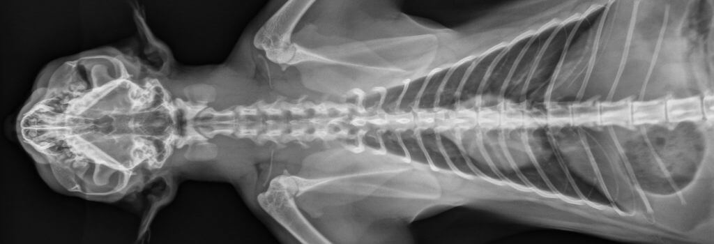 Thoracic x-ray of cat to view for enlarged heart.