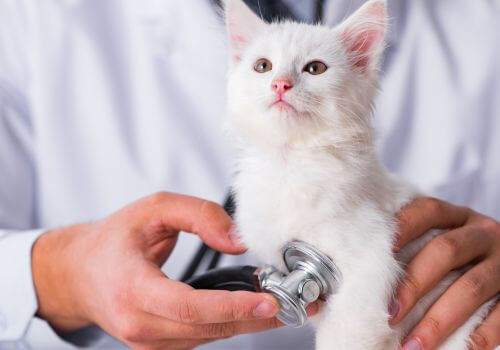 White kitten with stethescope for cardiology appointment.