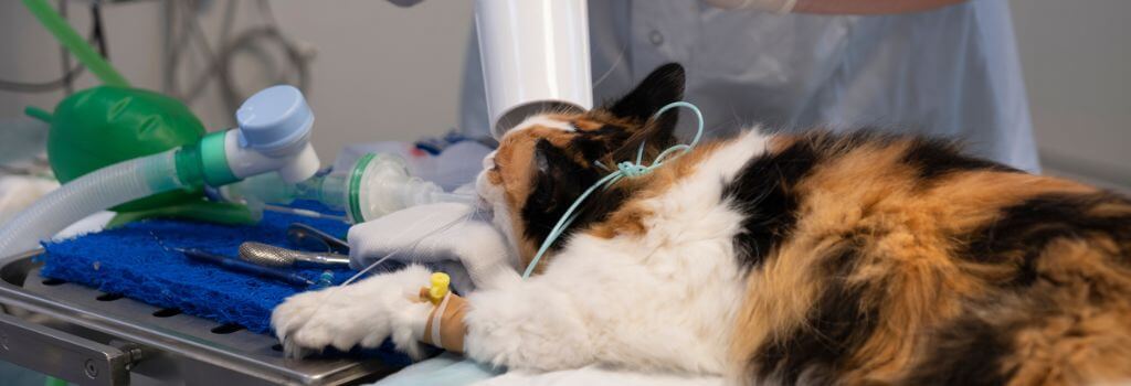 Calico cat getting dental x-rays under anesthesia.