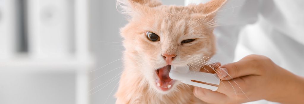 Orange tabby cat getting teeth brushed.