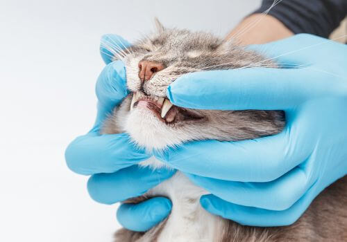 Veterinarian looking at cat mouth for dental issues.