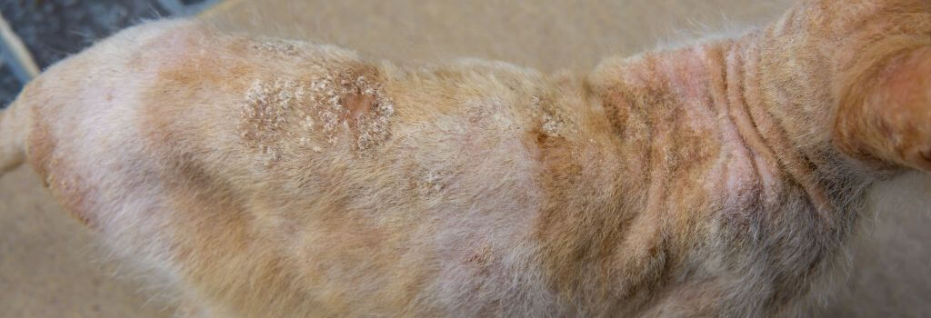 Orange cat with severe fungal skin infection.