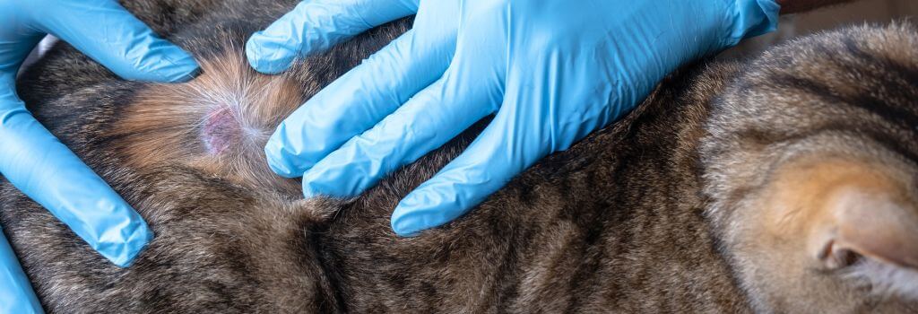 Domestic longhair cat with skin infection..