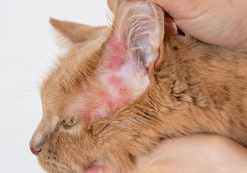 Orange cat with dermatitis arouund ears.