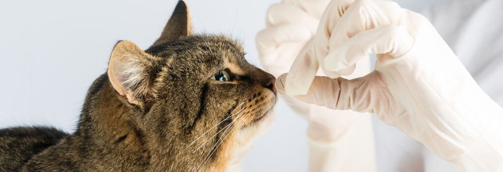 Tabby cat getting medication for parasite control.