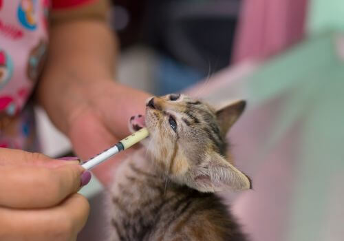 Kitten getting deworming treatment from veterinary clinic.