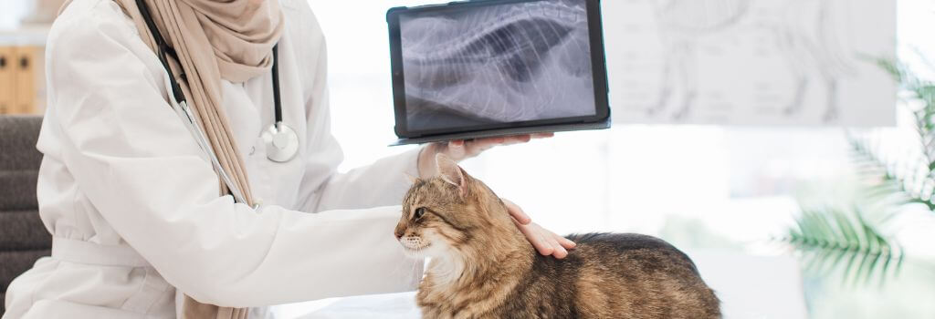 Tabby cat at veterinary clinic with thoracic x-rays from doctor.