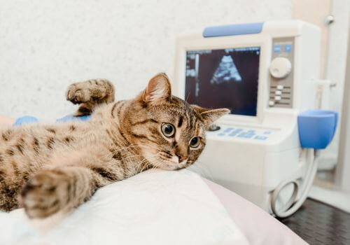 Cat getting ultrasound for pregnancy at animal hospital.