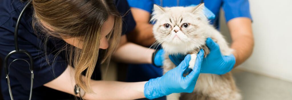 Limping cat getting physical exam.