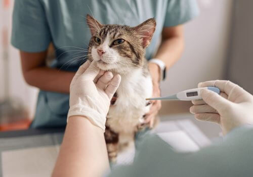 Sick cat getting temperature taken at emergency veterinary service.