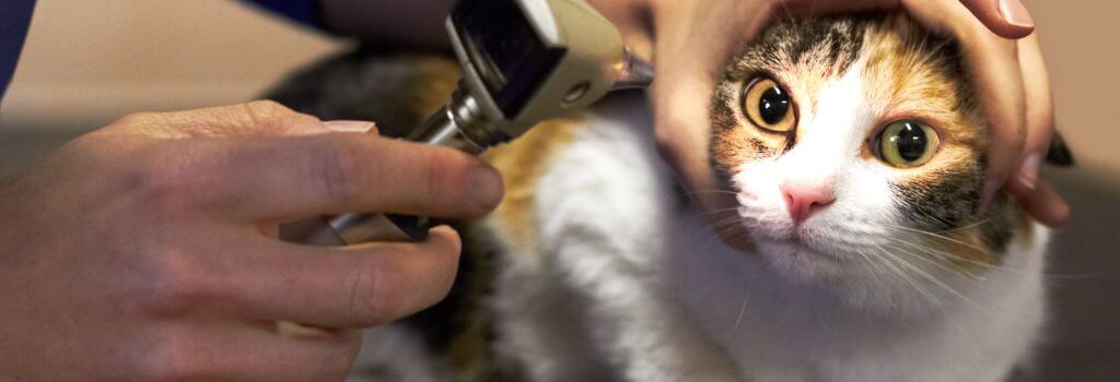 Veterinarian looking at cat eye for issues.