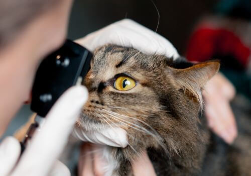 Veterinarian looking at cat eye in animal clinic.