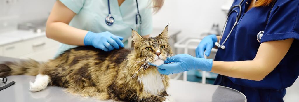 Veterinarian checking cat for flea allergy dermatitis.