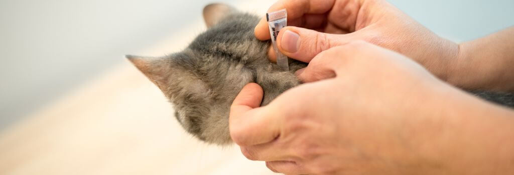 Veterinarian applying flea and tick preventive to cat.