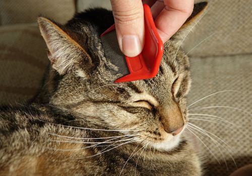 Tabby cat with flea comb.