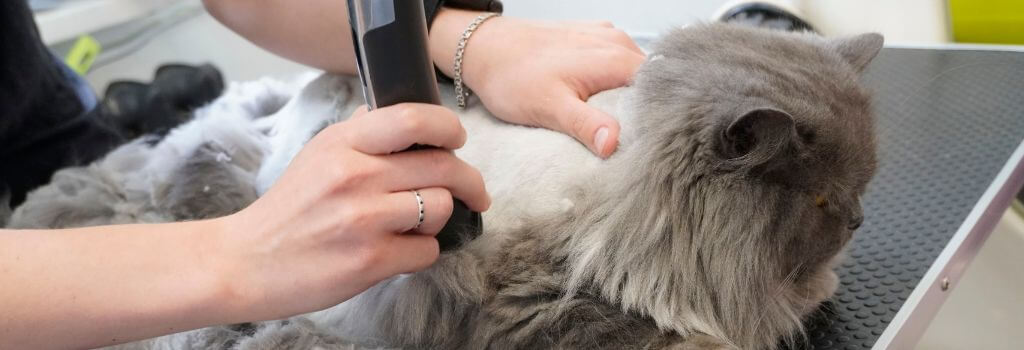 Himalayan cat getting shaved down due to matting.