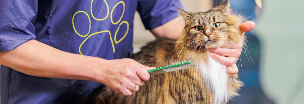 Maine coon being brushed at groomer.