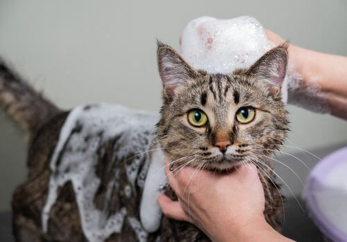 Domestic shorthair tabby getting bath at groomer.