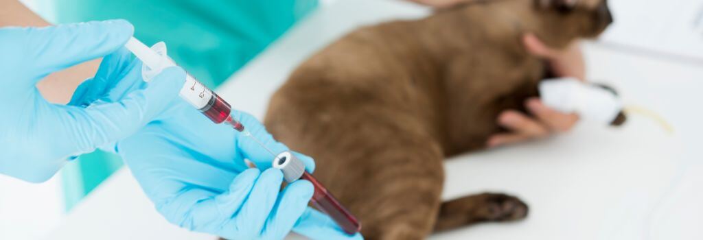 Cat getting bloodworm done for heartworm test at veterinary office.