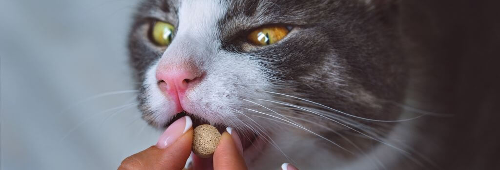 Cat taking monthly heartworm protection pill.