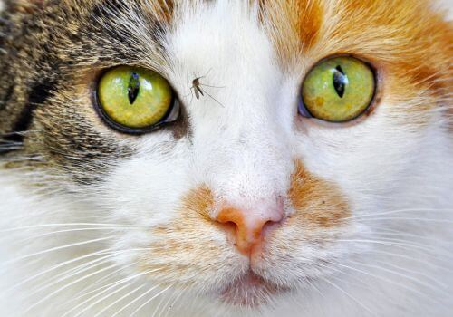 Calico cat with mosquito on face.